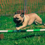 Adestrar Seu Cão em Casa