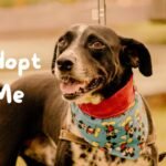 Adoção Responsável