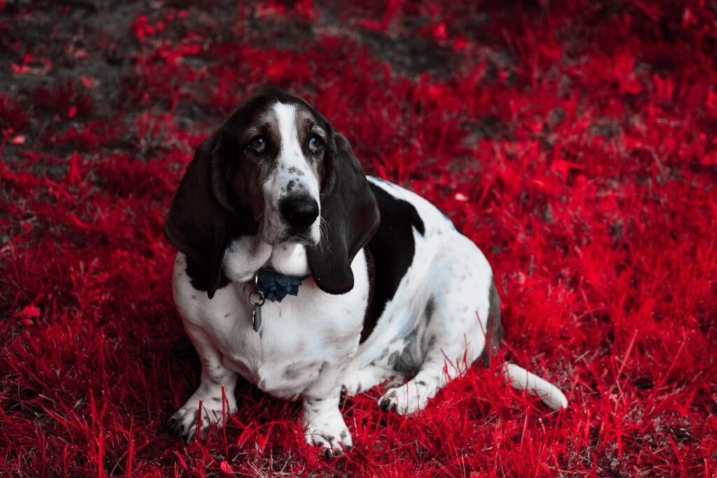 Basset Hound
