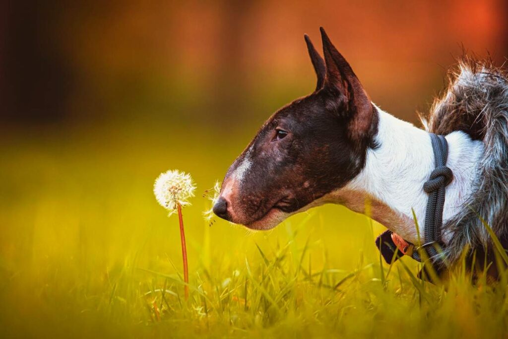 Bull terrier