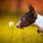 Bull terrier