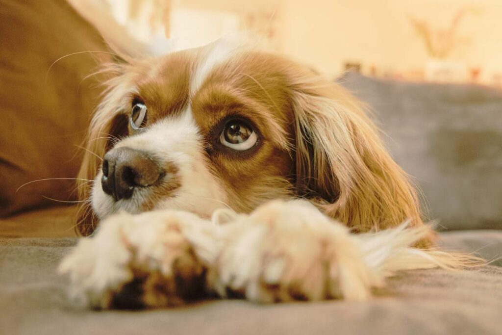 Cavalier King Charles Spaniel