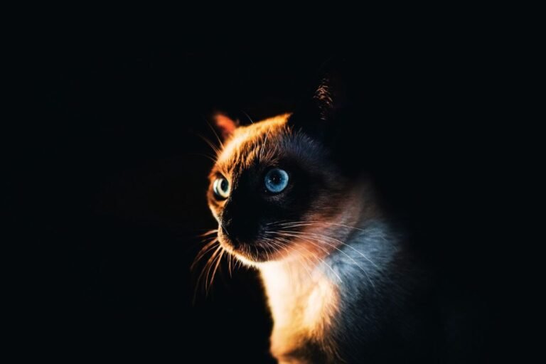 Gato Siamês