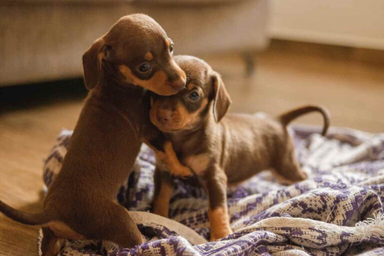 Raças de Cães Ideais para Apartamento