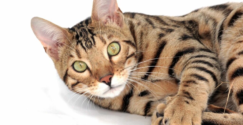 Gato de Bengala Tem Origem no Gato Leopardo Asiático