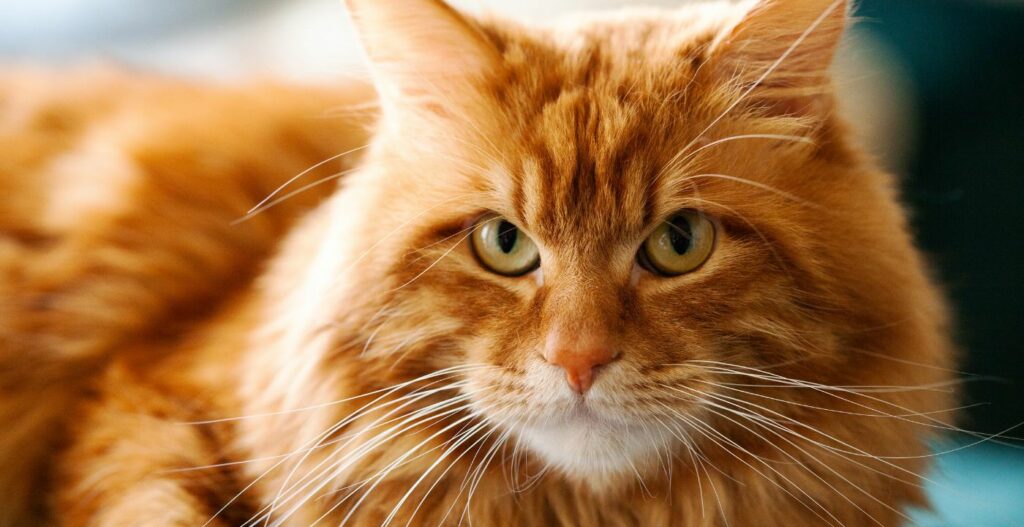 O adorável gato americano Bobtail um felino com uma cauda curta inconfundível-