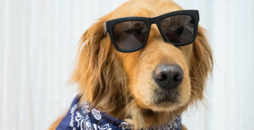 Golden Retriever, o popstar-