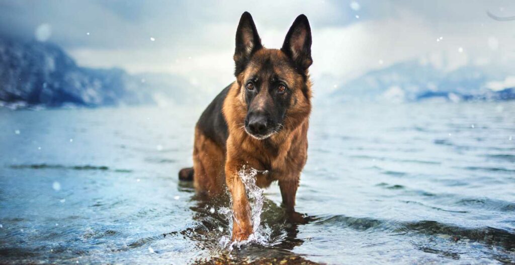 pastor alemão cachorro-