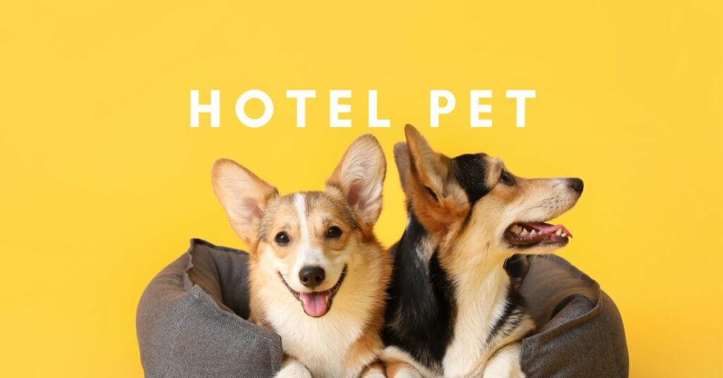 Como escolher o melhor hotel para animais de estimação