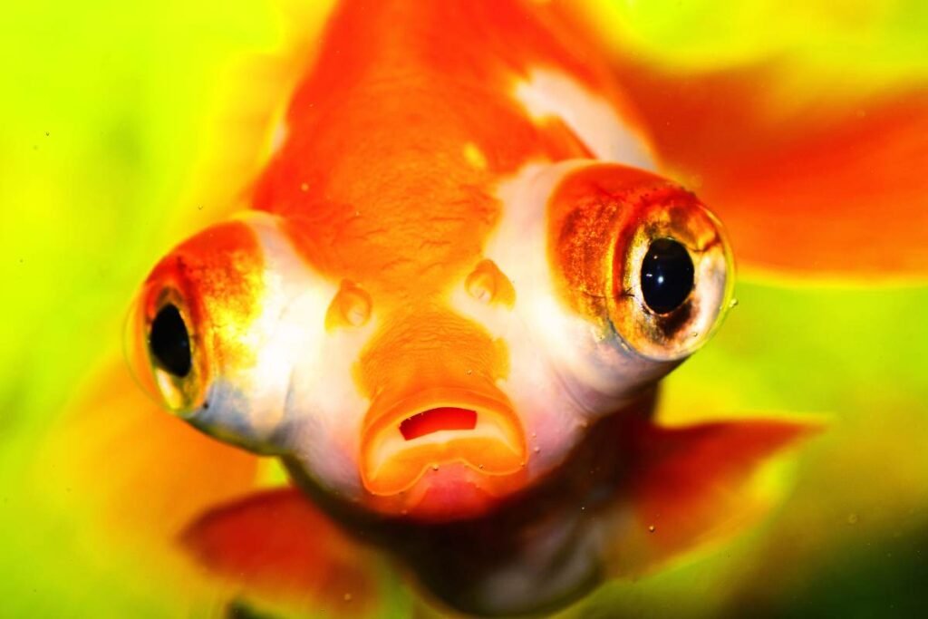 Goldfish (Peixe-dourado)