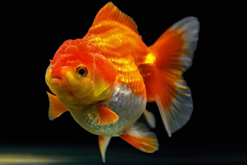 Goldfish (Peixe-dourado)