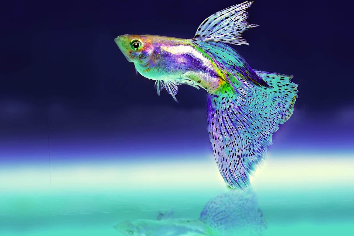 Guppy