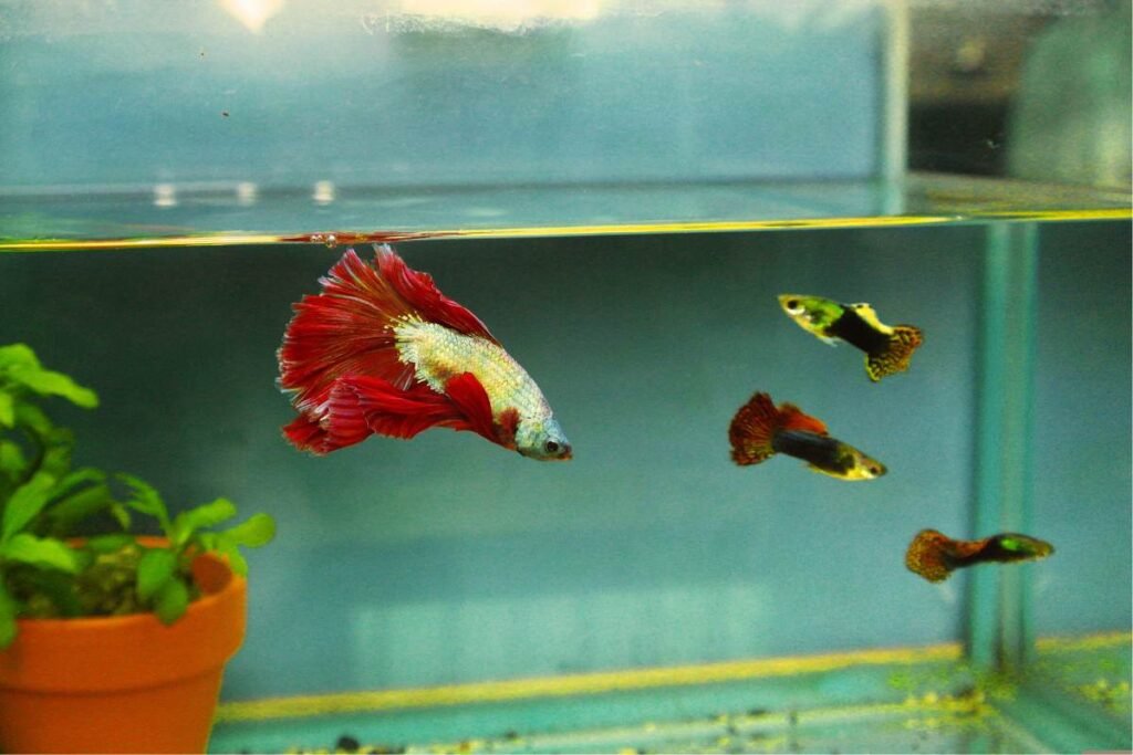 Peixe Colorido